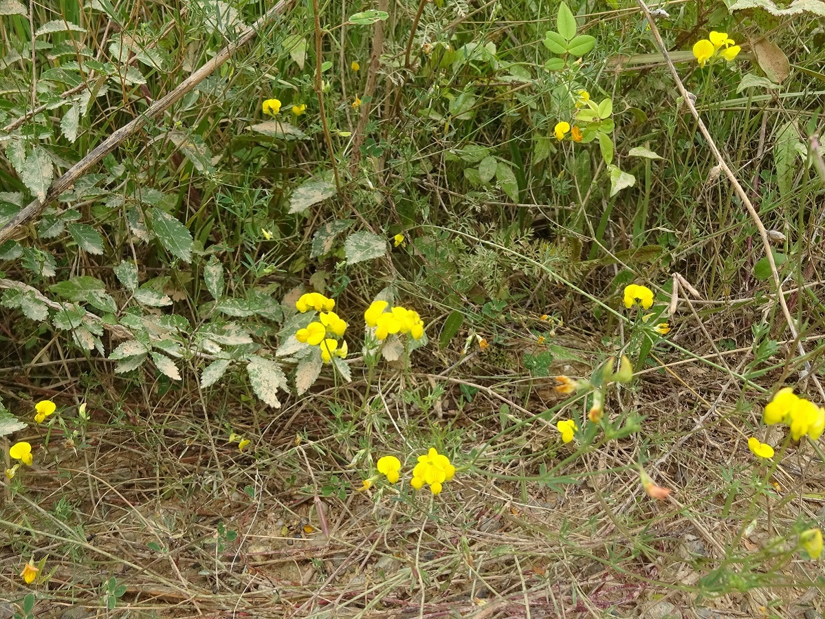 Lotus glaber (Fabaceae)